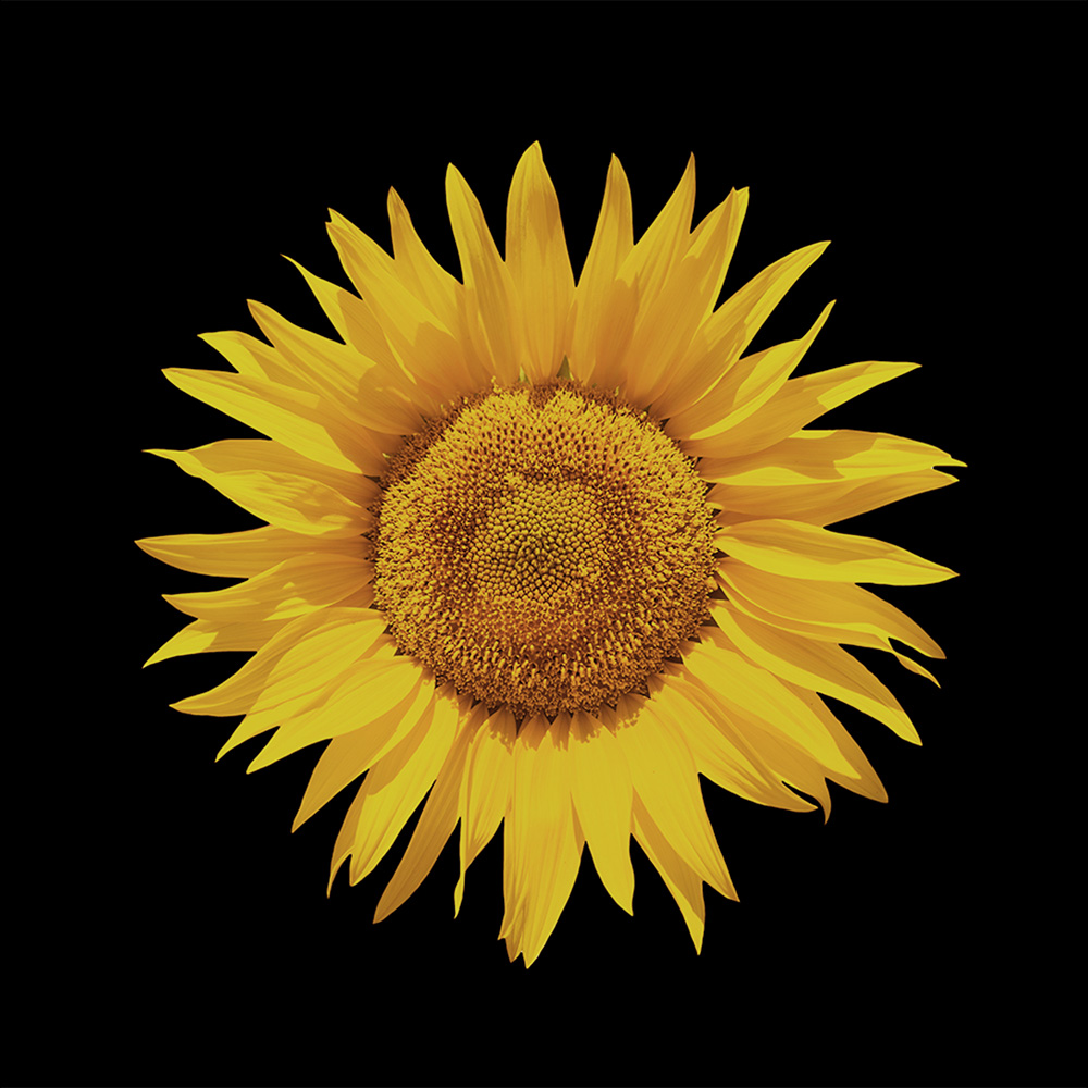 FLEUR DE TOURNESOL