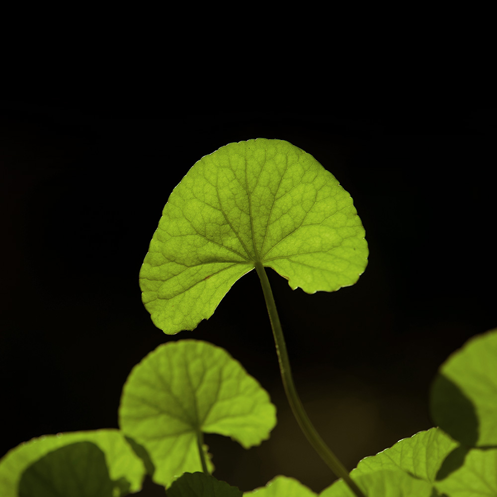 CENTELLA ASIATICA